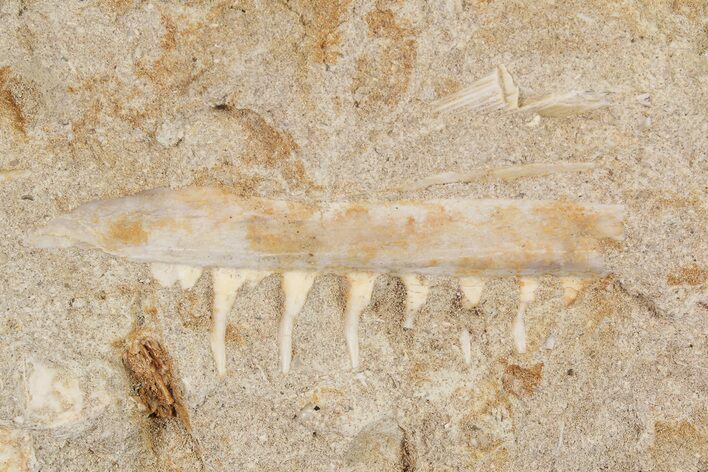 Enchodus Jaw Section with Teeth - Cretaceous Fanged Fish #87995